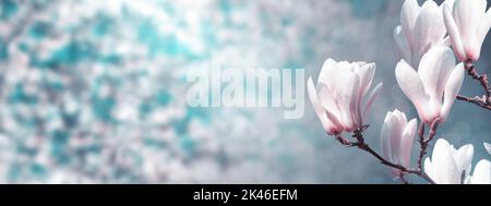 Natürliches horizontales Banner, Hintergrundkonzept - weiße Magnolienblumen auf einem Ast-Baum vor Gartenhintergrund im Licht der Sonne, Nahaufnahme mit Stockfoto