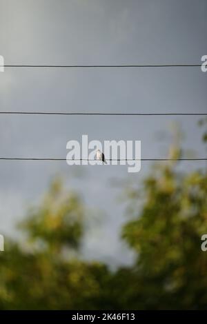 Taubenvögel sitzen auf einem elektrischen Draht gegen einen Baum und grauen Himmel. Stockfoto