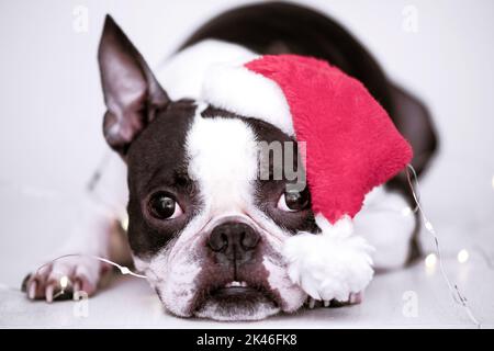 Niedlicher Boston Terrier Welpe in einem roten Weihnachtsmütze, der vorne auf weißem Hintergrund liegt. Das Konzept von Neujahr und Weihnachten. Stockfoto