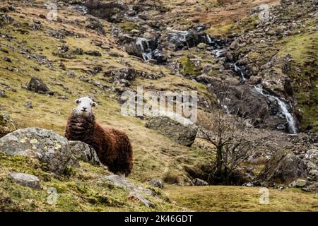 Herdwick Schafe mit braunem Fleece an den Hängen des Ullscarf Fell, in Borrowdale, English Lake District, Cumbria, England Stockfoto