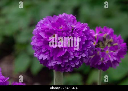 Wunderschöne violette Blüten, bekannt als Rhododendron, Nahaufnahme von violetten Blüten, Makroansicht und verschwommener Hintergrund Stockfoto