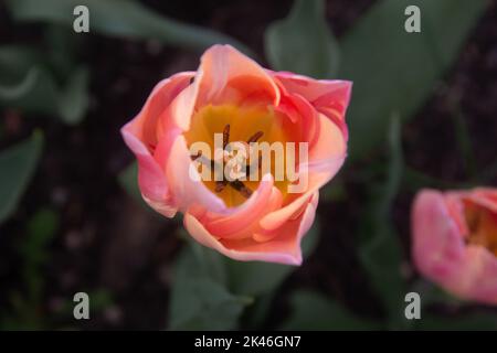 Leuchtend rote gelbe Tulpe, Draufsicht auf eine einzelne orange und gelbe Tulpe auf unscharfem Hintergrund Stockfoto