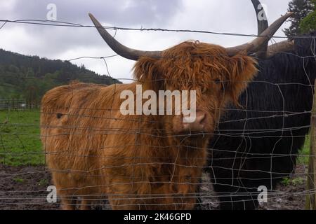 Highland-Kuh mit Hörnern, schottische Hochlandkuh auf einer Weide, selektiver Fokus Stockfoto