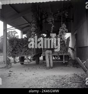 Vintage Archiv Foto aus dem Jahr c1960s zeigt Saisonarbeiter auf einem Bauernhof in Kent, der in Hopfenpflücken tätig ist, werden die geernteten Hopfen in einem großen Schuppen zum Trocknen aufgehängt. Stockfoto