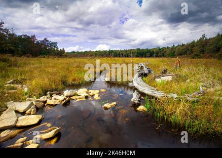 Hagen Run, ein Nebenfluss der Lehigh und Delaware Flüsse, fließt durch verlassene Biberteichwiesen im Pinchot State Forest in Pennsylvania Stockfoto