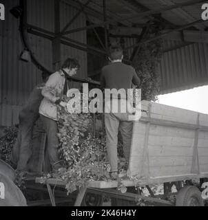 Vintage Archiv Foto aus dem Jahr c1960s zeigt Saisonarbeiter auf einem Bauernhof in Kent, der in Hopfenpflücken tätig ist, werden die geernteten Hopfen in einem großen Schuppen zum Trocknen aufgehängt. Stockfoto