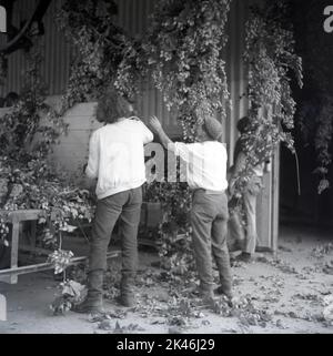 Vintage Archiv Foto aus dem Jahr c1960s zeigt Saisonarbeiter auf einem Bauernhof in Kent, der in Hopfenpflücken tätig ist, werden die geernteten Hopfen in einem großen Schuppen zum Trocknen aufgehängt. Stockfoto