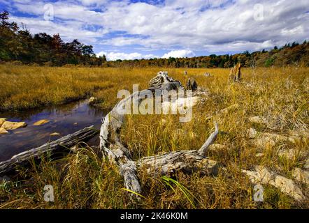 Hagen Run, ein Nebenfluss der Lehigh und Delaware Flüsse, fließt durch verlassene Biberteichwiesen im Pinchot State Forest in Pennsylvania Stockfoto