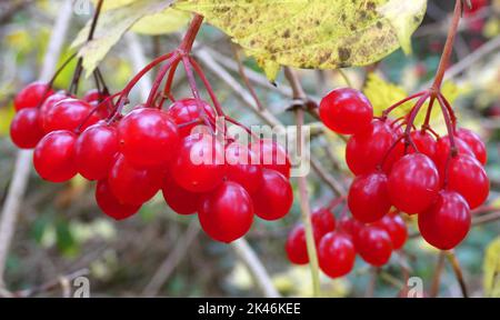 Rote Beeren aus einem Wachholderrose-Strauch im Herbst Stockfoto