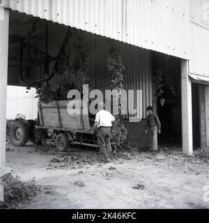 Vintage Archiv Foto aus dem Jahr c1960s zeigt Saisonarbeiter auf einem Bauernhof in Kent, der in Hopfenpflücken tätig ist, werden die geernteten Hopfen in einem großen Schuppen zum Trocknen aufgehängt. Stockfoto