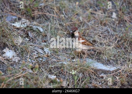 Eurasischer Baumsperling auf der Jagd nach Insekten auf dem Boden Stockfoto