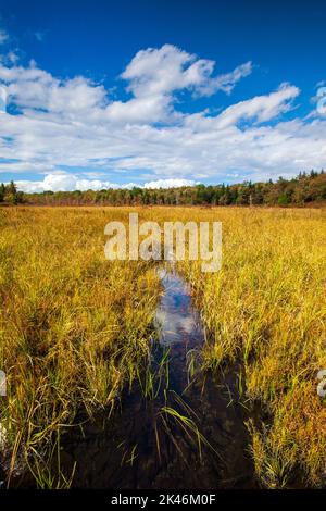 Hagen Run, ein Nebenfluss der Lehigh und Delaware Flüsse, fließt durch verlassene Biberteichwiesen im Pinchot State Forest in Pennsylvania Stockfoto