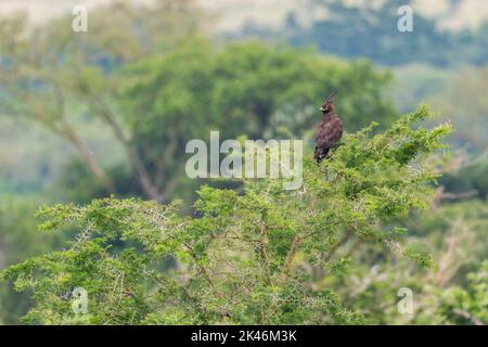 Langkammadler - Lophaetus occipitalis, schöner kleiner Adler aus afrikanischen Wäldern und Sträuchern, Uganda. Stockfoto