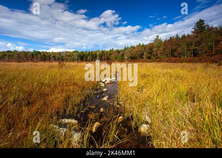 Hagen Run, ein Nebenfluss der Lehigh und Delaware Flüsse, fließt durch verlassene Biberteichwiesen im Pinchot State Forest in Pennsylvania Stockfoto