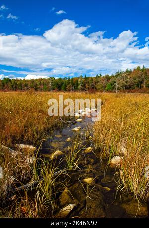 Hagen Run, ein Nebenfluss der Lehigh und Delaware Flüsse, fließt durch verlassene Biberteichwiesen im Pinchot State Forest in Pennsylvania Stockfoto