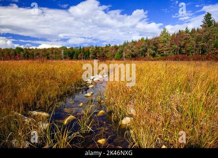 Hagen Run, ein Nebenfluss der Lehigh und Delaware Flüsse, fließt durch verlassene Biberteichwiesen im Pinchot State Forest in Pennsylvania Stockfoto