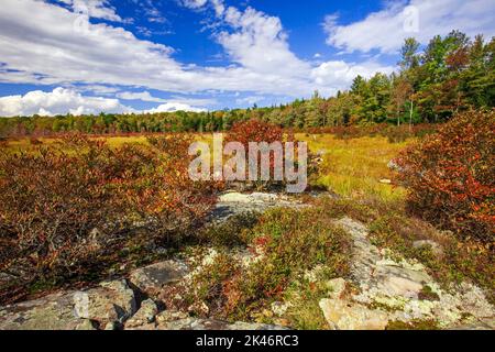 Hagen Run, ein Nebenfluss der Lehigh und Delaware Flüsse, fließt durch verlassene Biberteichwiesen im Pinchot State Forest in Pennsylvania Stockfoto