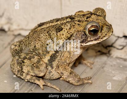 Gulf Coast Kröte (Incilius nebulifer) jugendlich sitzt an einer Wohntür, Nahaufnahme Blick. Gemeinsam mit den südlichen Feuchtteilen der USA. Stockfoto