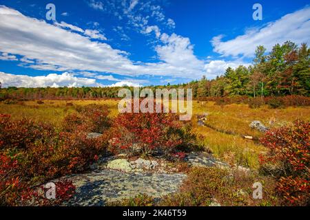 Hagen Run, ein Nebenfluss der Lehigh und Delaware Flüsse, fließt durch verlassene Biberteichwiesen im Pinchot State Forest in Pennsylvania Stockfoto