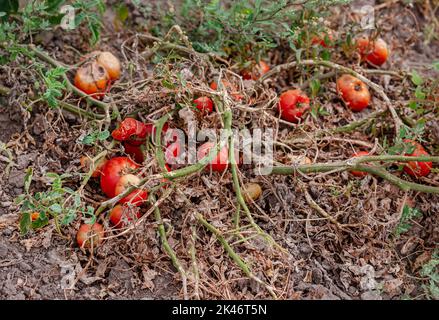 Tomatenfrüchte sind von einer bakteriellen Erkrankung im offenen Boden betroffen. Tomaten verdorrten von Schädlingen. Herbsternte. Stockfoto