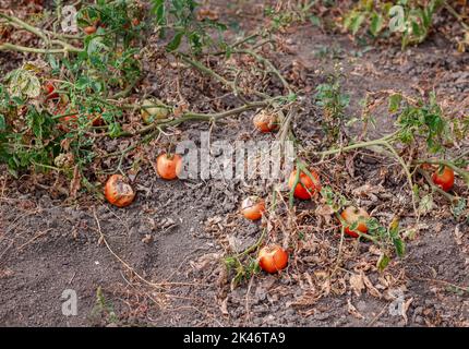 Tomatenfrüchte sind von einer bakteriellen Erkrankung im offenen Boden betroffen. Tomaten verdorrten von Schädlingen. Herbsternte. Stockfoto