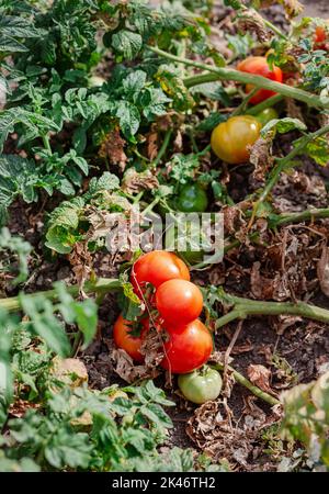 Tomatenfrüchte sind von einer bakteriellen Erkrankung im offenen Boden betroffen. Tomaten verdorrten von Schädlingen. Herbsternte. Stockfoto