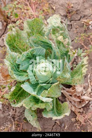 Kohl auf dem Ackerfeld, von Nacktschnecken gegessen. Kranke Kohlblätter, die von Schädlingen und pathogenen Pilzen betroffen sind. Stockfoto