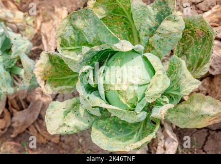 Kohl auf dem Ackerfeld, von Nacktschnecken gegessen. Kranke Kohlblätter, die von Schädlingen und pathogenen Pilzen betroffen sind. Stockfoto