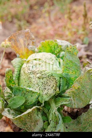 Kohl auf dem Ackerfeld, von Nacktschnecken gegessen. Kranke Kohlblätter, die von Schädlingen und pathogenen Pilzen betroffen sind. Stockfoto