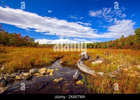 Hagen Run, ein Nebenfluss der Lehigh und Delaware Flüsse, fließt durch verlassene Biberteichwiesen im Pinchot State Forest in Pennsylvania Stockfoto