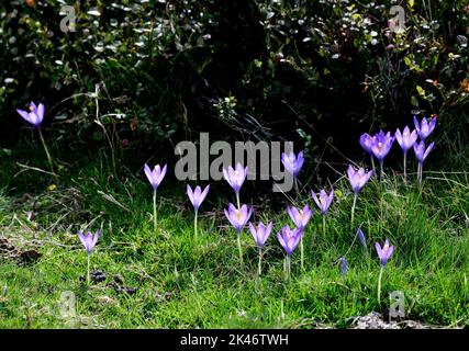 Wilder Herbst Crocus blüht am Col du Soulor in den pyrenäen, die an Frankreich und Spanien Grenzen Stockfoto