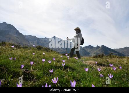 Wanderfrau beim Spaziergang durch die wilden Herbstcrocus-Blumen am Col du Soulor in den pyrenäen, die an Frankreich und Spanien Grenzen Stockfoto