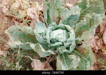 Kohl auf dem Ackerfeld, von Nacktschnecken gegessen. Kranke Kohlblätter, die von Schädlingen und pathogenen Pilzen betroffen sind. Stockfoto