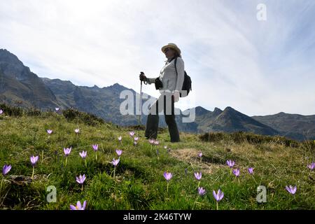 Wanderfrau beim Spaziergang durch die wilden Herbstcrocus-Blumen am Col du Soulor in den pyrenäen, die an Frankreich und Spanien Grenzen Stockfoto