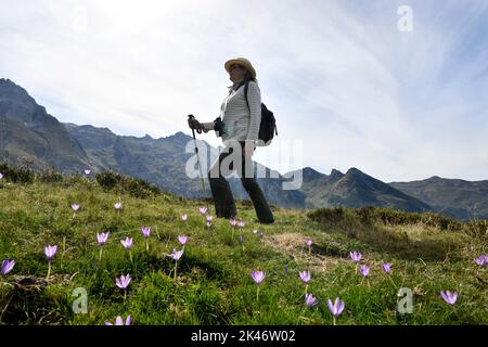 Wanderfrau beim Spaziergang durch die wilden Herbstcrocus-Blumen am Col du Soulor in den pyrenäen, die an Frankreich und Spanien Grenzen Stockfoto