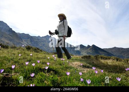 Eine fenmännerne Wanderin, die durch wilde Herbstcrocus-Blumen am Col du Soulor in den pyrenäen an der Grenze zu Frankreich und Spanien geht Stockfoto