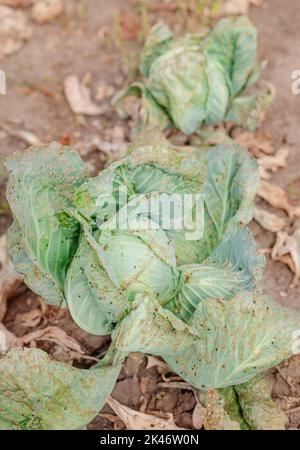 Kohl auf dem Ackerfeld, von Nacktschnecken gegessen. Kranke Kohlblätter, die von Schädlingen und pathogenen Pilzen betroffen sind. Stockfoto
