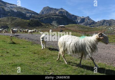 Pyrenäenhund bewacht seine Herde von Bergschafen am Col du Somport in den pyrenäen, die an Frankreich und Spanien Grenzen Canfranc Spanien Stockfoto