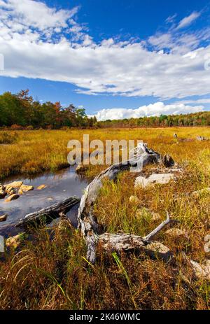 Hagen Run, ein Nebenfluss der Lehigh und Delaware Flüsse, fließt durch verlassene Biberteichwiesen im Pinchot State Forest in Pennsylvania Stockfoto