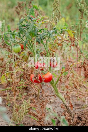 Tomatenfrüchte sind von einer bakteriellen Erkrankung im offenen Boden betroffen. Tomaten verdorrten von Schädlingen. Herbsternte. Stockfoto