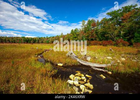 Hagen Run, ein Nebenfluss der Lehigh und Delaware Flüsse, fließt durch verlassene Biberteichwiesen im Pinchot State Forest in Pennsylvania Stockfoto