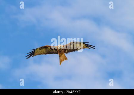 Der Red Kite Milvus milvus greifvögel, der über die Landschaft von Northamptonshire geflogen ist Stockfoto