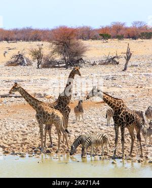 Portriat-Ansicht von Giraffen und Zebras, die aus einem Wasserloch im Etosha-Nationalpark, Namibia, Südafrika, trinken Stockfoto