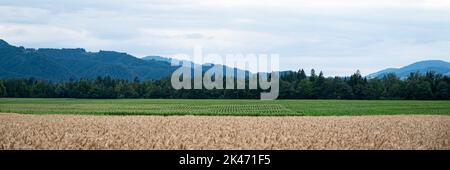 Schönes Ackerland mit goldenem Weizenfeld und grüner Wiese und Wald im Hintergrund. Stockfoto