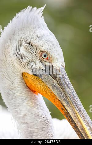 Nahaufnahme des dalmatinischen Pelikans - Pelecanus crispus Stockfoto