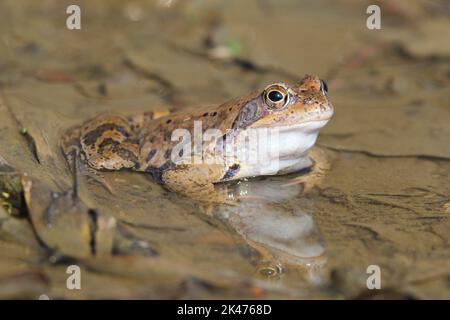 Der gewöhnliche Frosch, der europäische gewöhnliche Braunfrosch, der europäische Grasfrosch, der europäische Teichfrosch (Rana temporaria) in einem natürlichen Lebensraum Stockfoto