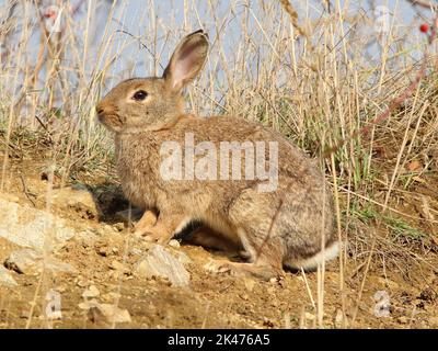 Das europäische Kaninchen, coney (Oryctolagus cuniculus) in einem natürlichen Lebensraum Stockfoto