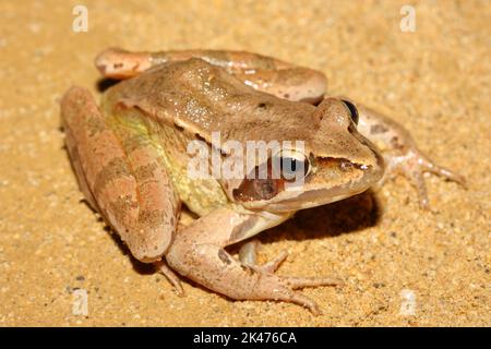 Der wendige Frosch (Rana dalmatina) im sandigen natürlichen Lebensraum Stockfoto