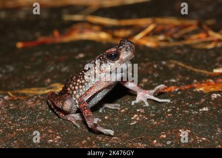 Die stachelige, schlanke Kröte, Kina Balu Bachkröte (Ansonia spinulifer) in einem natürlichen Lebensraum Stockfoto