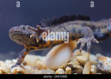 Der italienische Haubenmolch (Triturus carnifex) in einem natürlichen Unterwasserlebensraum Stockfoto